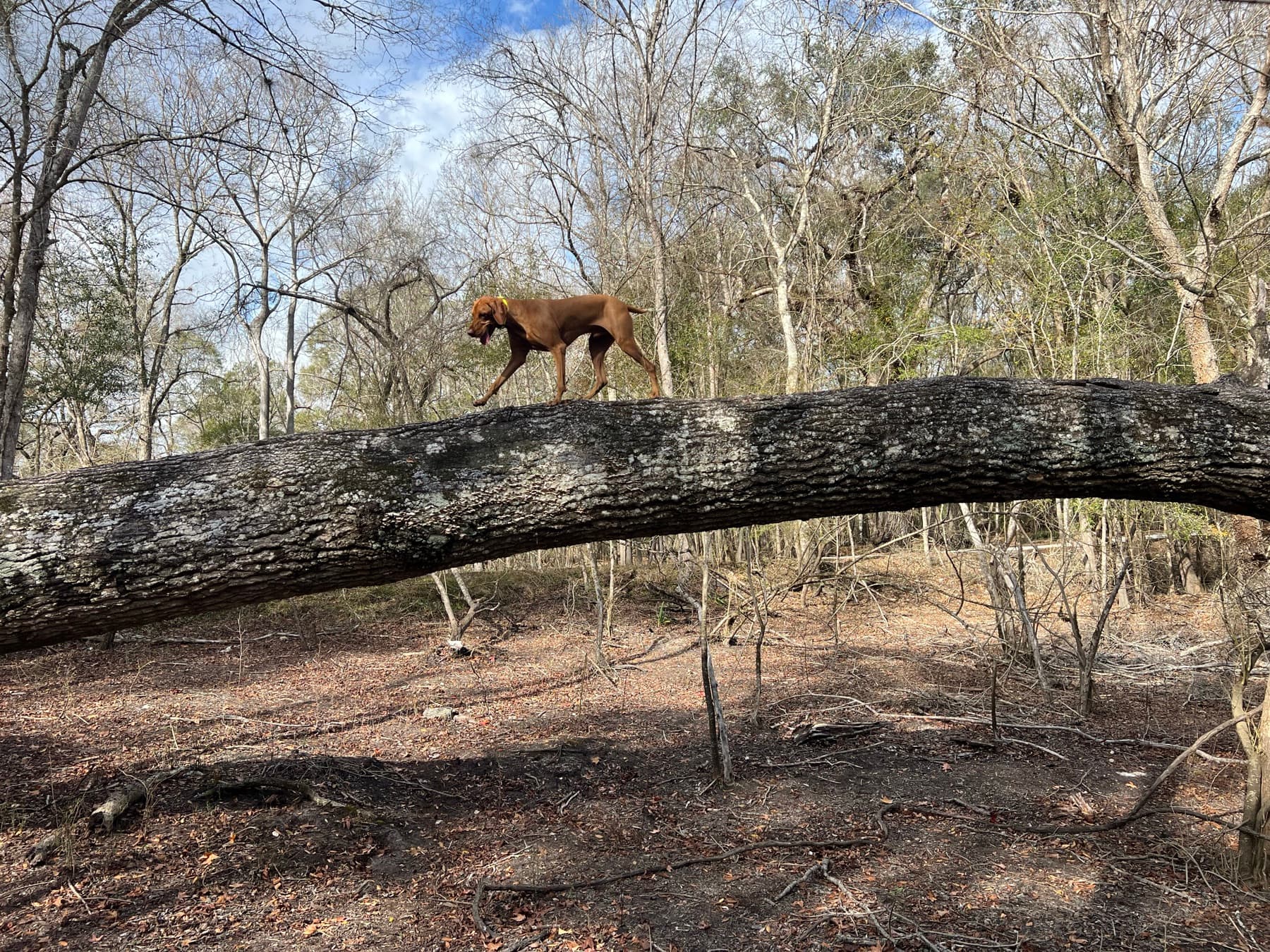 Barley, a certified cadaver Vizsla, moving across a fallen tree during land search training.