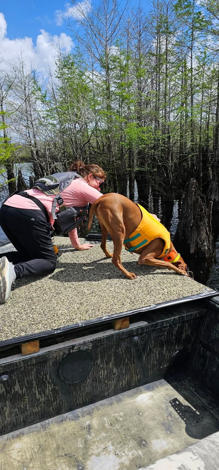 Certified cadaver K-9 working scent from the bow platform of a boat.