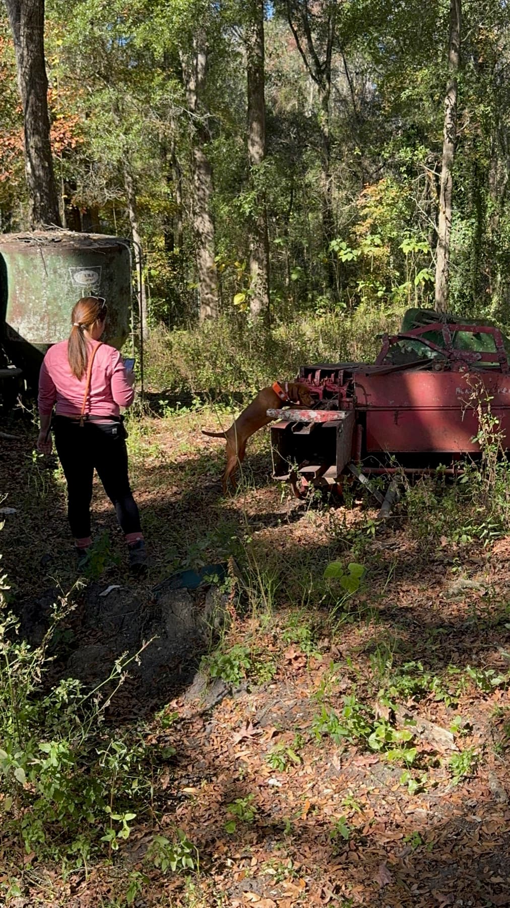 Certified cadaver K-9 working around field equipment in dense woods.