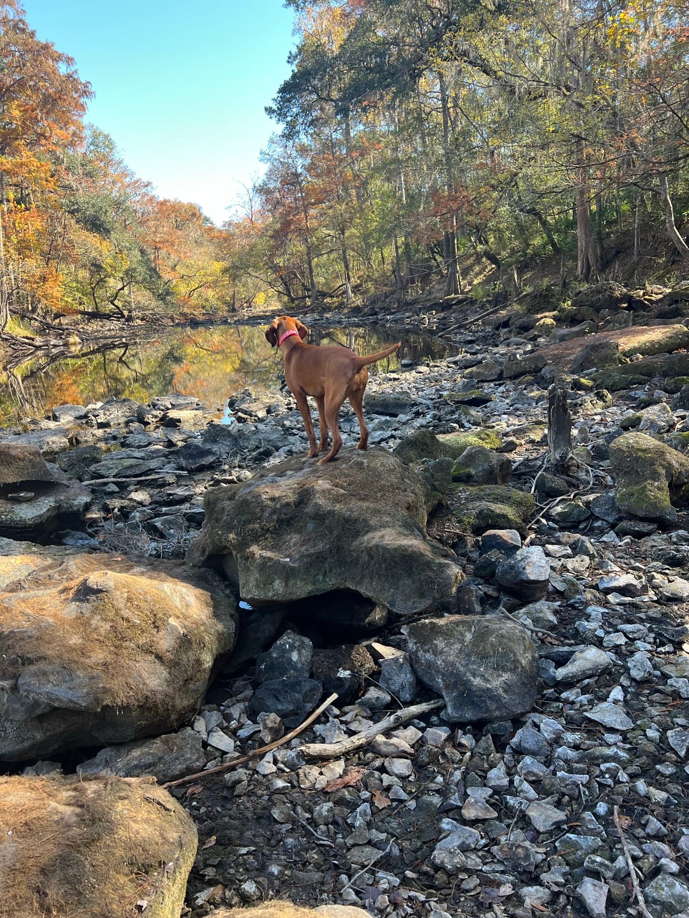 Indi standing on rocky shoreline terrain during search training.
